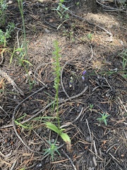 Platanthera unalascensis