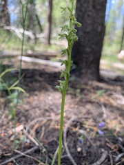 Platanthera unalascensis