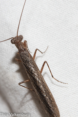 Perlamantis alliberti