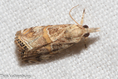 Euchromius cambridgei