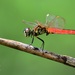 Lyriothemis pallidistigma - Photo 由 Kroolek Reinthong 所上傳的 (c) Kroolek Reinthong，保留部份權利CC BY-NC