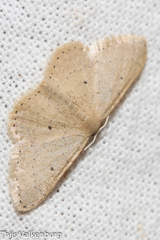 Scopula minorata