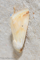 Eublemma ostrina