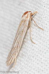 Pterolonche albescens
