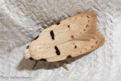 Stibaromacha ratella