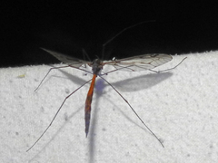 Tipula metacomet