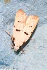 Stibaromacha ratella