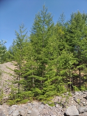Larix gmelinii