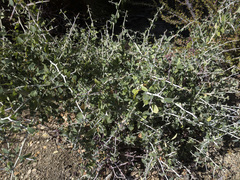 Ceanothus cordulatus