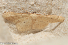 Idaea obsoletaria