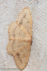 Idaea belemiata