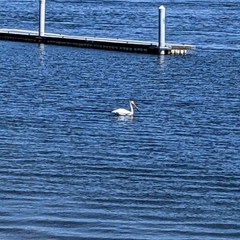 Pelecanus erythrorhynchos