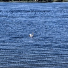 Pelecanus erythrorhynchos
