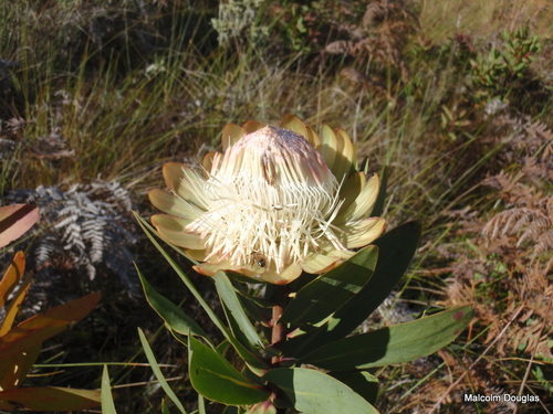 Protea caffra subsp. nyasae image