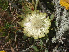 Protea caffra subsp. nyasae image