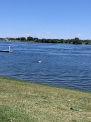 Pelecanus erythrorhynchos