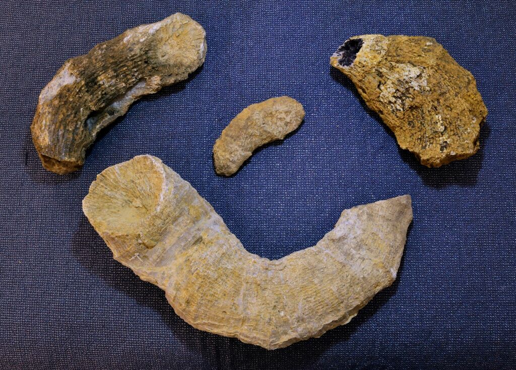 Gshelia rouilleri