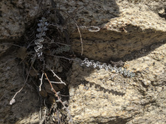 Acmispon argophyllus