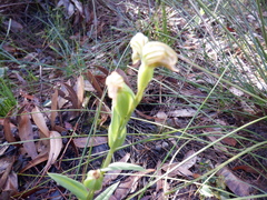 Pterostylis vittata