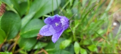 Campanula lasiocarpa