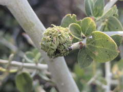 Asphondylia ceanothi