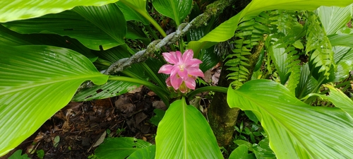 Curcuma longa