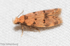 Symmoca tofosella