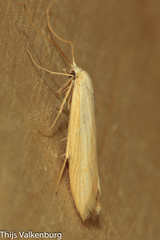 Pterolonche lutescentella