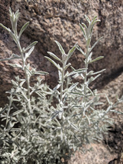 Pseudognaphalium thermale