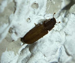Bitoma sulcata