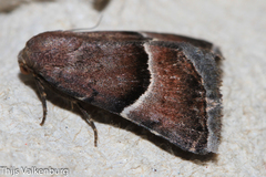 Eublemma pergrata