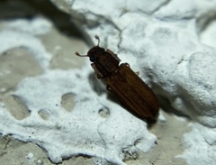 Bitoma sulcata