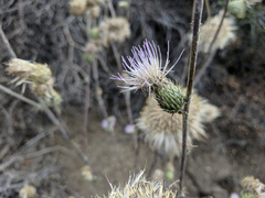 Cirsium occidentale