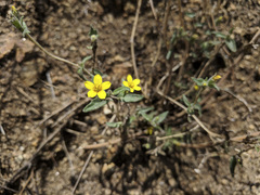 Mentzelia montana