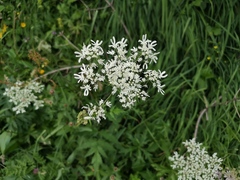 Heracleum austriacum