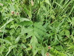 Heracleum austriacum