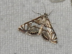 Neocataclysta magnificalis