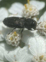 Anthaxiini