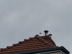 Larus