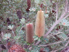 Banksia praemorsa