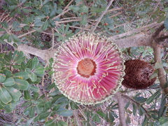 Banksia praemorsa