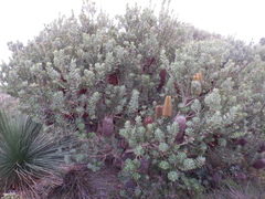 Banksia praemorsa