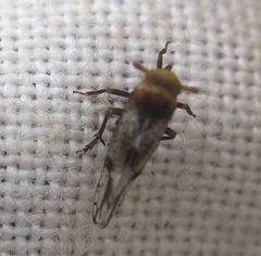 Conomelus anceps