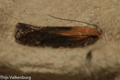 Stomopteryx basalis