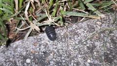 Armadillidium vulgare