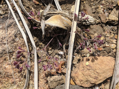 Sidotheca emarginata