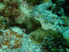 Goniastrea stelligera