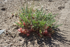 Astragalus lentiginosus semotus