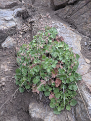 Heuchera hirsutissima