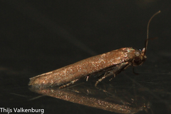 Blastobasis maroccanella